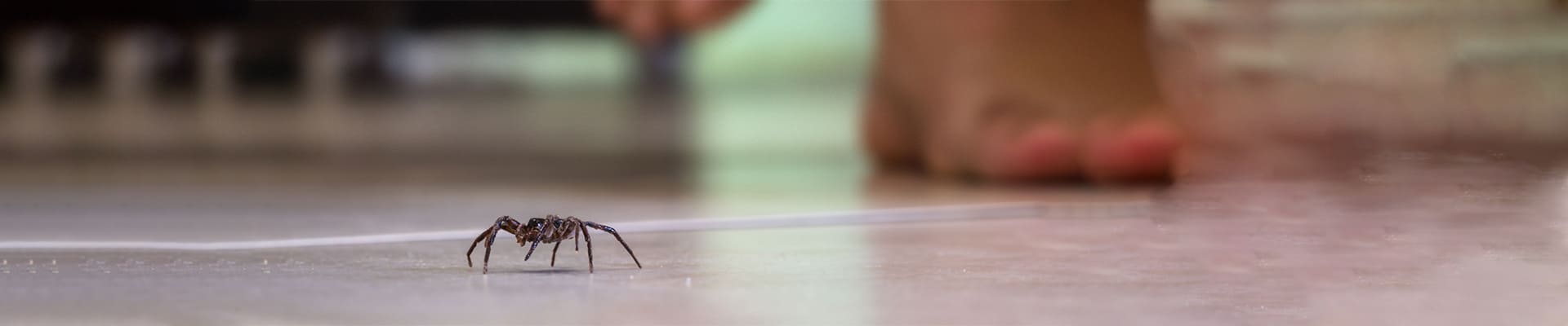 Maine Spider Control | Local Maine Spider Exterminator