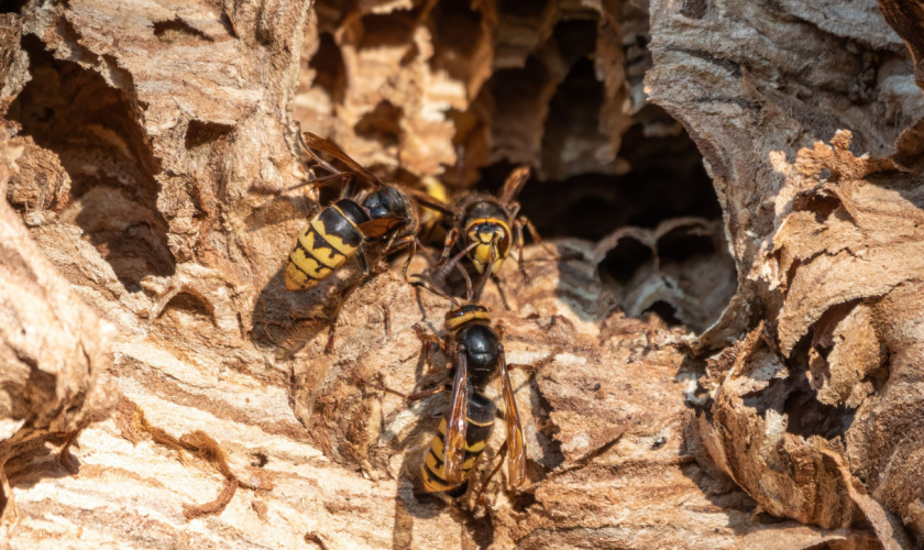 Stinging Insect Control in Maine