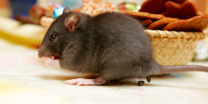 Can Rodents Cause Property Damage?