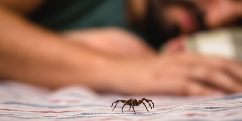 Spider Problems for Maine Homeowners