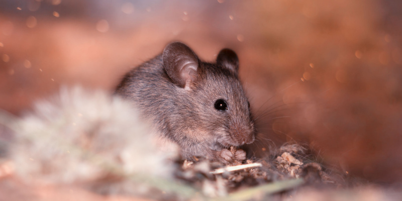 What Months Are Rodents Most Active?