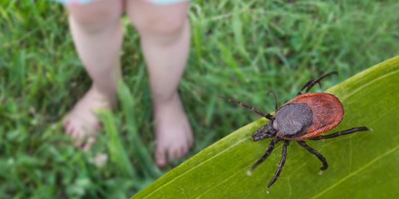 Why Do I Have a Tick Problem in My Yard?