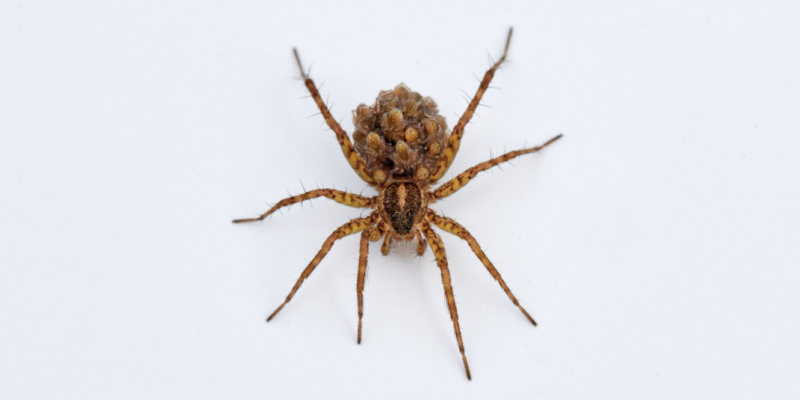 What Are Signs I Have a Spider Problem in My Home?