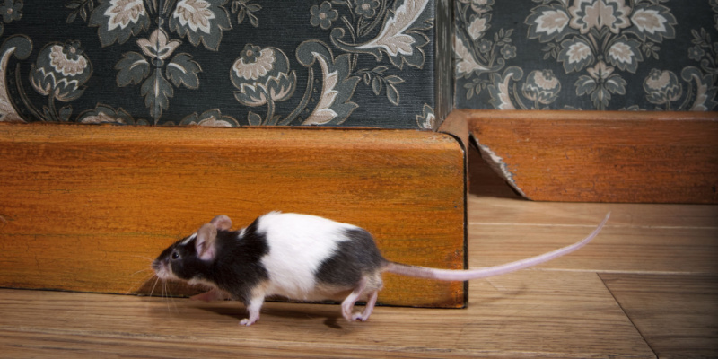 How to Keep Rodents Out of Your Home