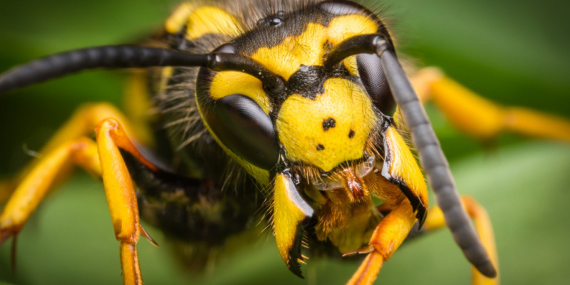 Stinging Insect Control Experts in Maine