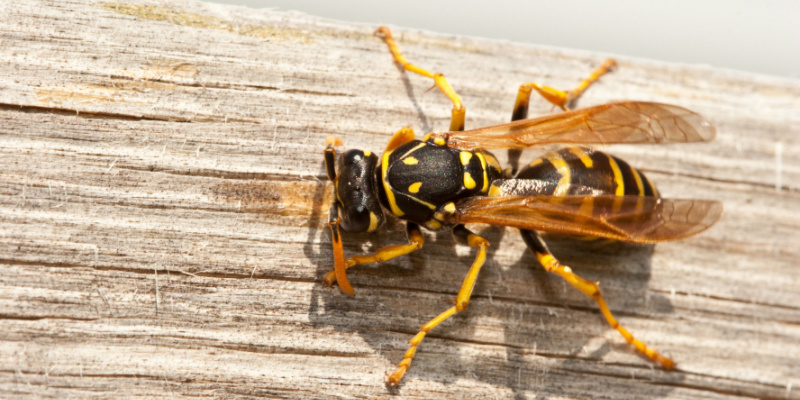 What Should I Do if I Have Wasps or Yellow Jackets in My Yard?