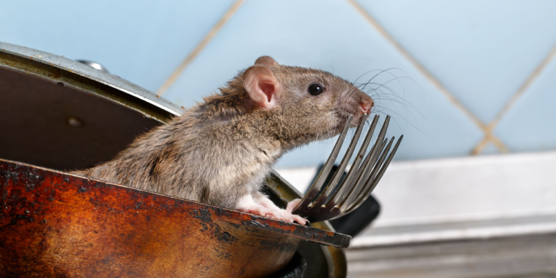 Keep Rats and Mice Out of Your Maine Home