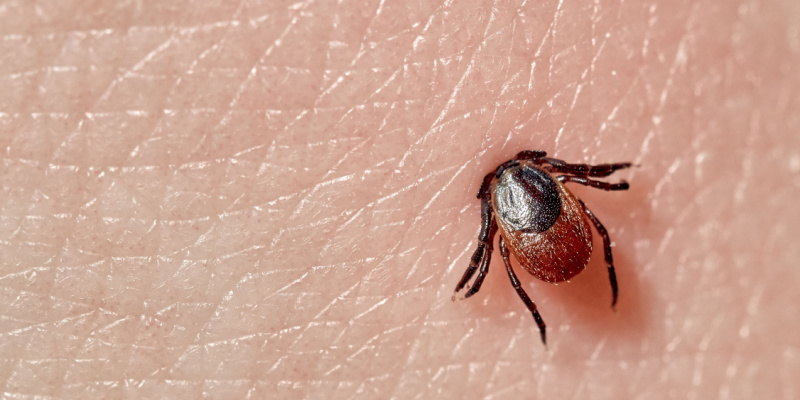 Tick Control Experts in Maine