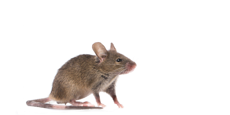 Rodent Control Experts in Augusta, Maine