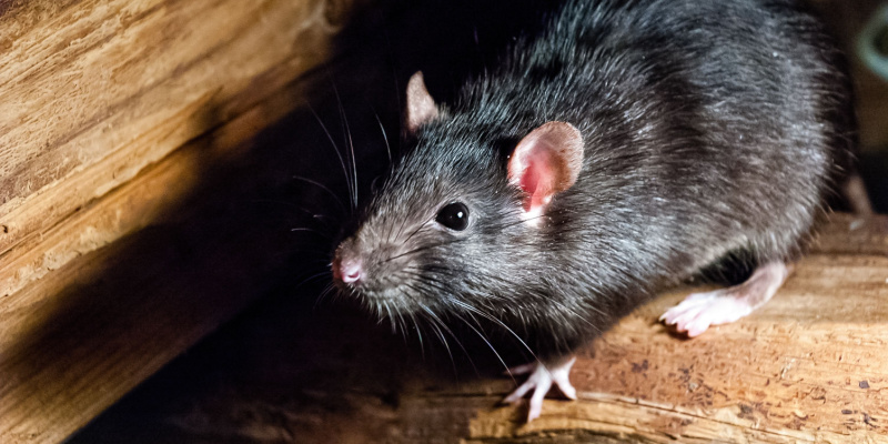 Rat Problems in Augusta, Maine