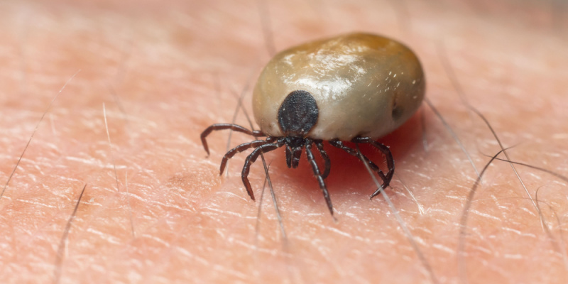 Best Tick Exterminators in Maine