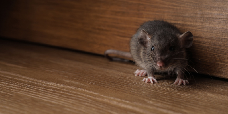 What Should I Do If I See a Mouse Run Across My Floor?