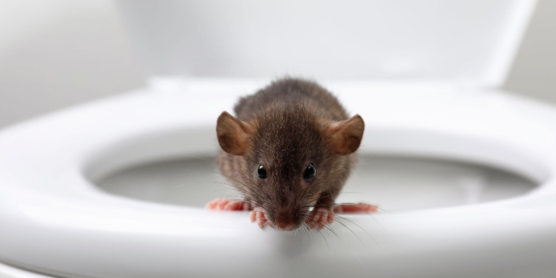 Top 5 Signs You Have a Mouse Infestation in Your Home