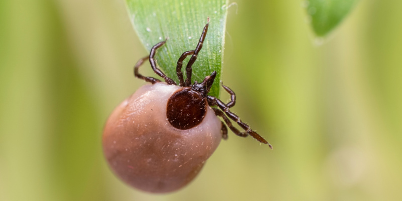 Tick Season in Maine Is Coming