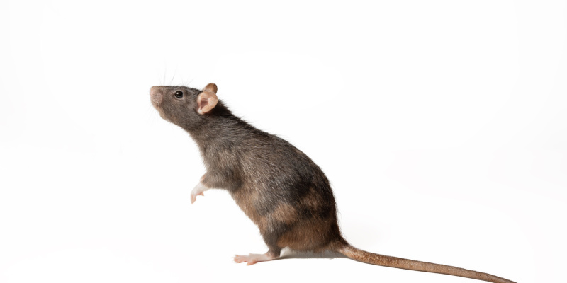 Do Mice and Rats Carry Disease?