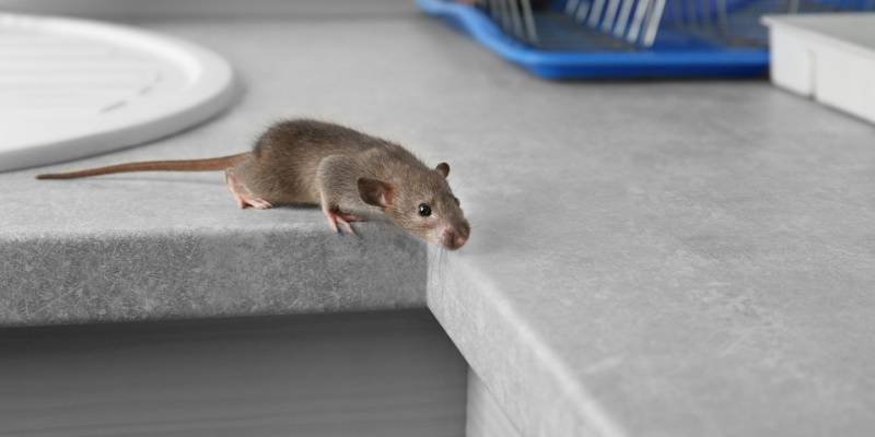 Are Rodents a Problem for Maine Homeowners?