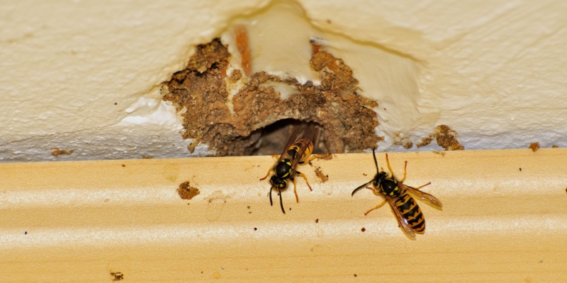 What Should I Do If I Have Wasps Getting Inside My House?