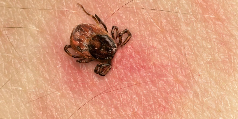 Are Ticks a Common Problem in Augusta, ME?