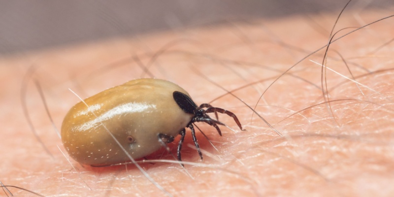 Do I Need an Exterminator to Eliminate Ticks?