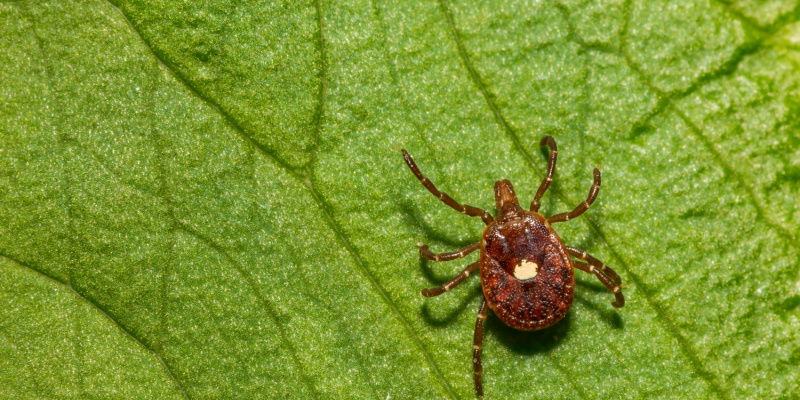 Why Are Ticks Invading My Yard?