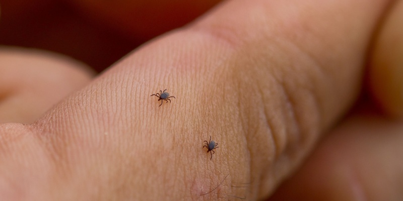 Top 3 Signs You Have a Tick Infestation on Your Property