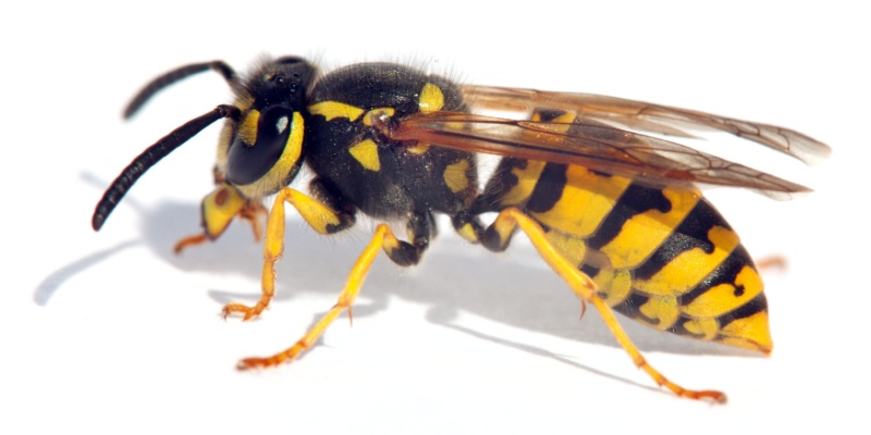  Best Wasp Control in Augusta, ME