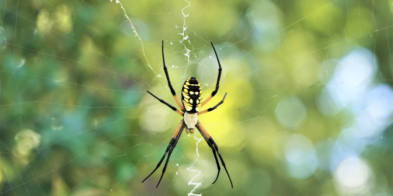 How to Find the Best Spider Exterminators for Maine Homeowners