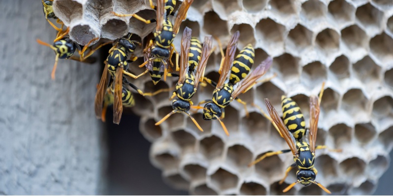 What Should I Do if I Have a Wasp Problem in My Yard?