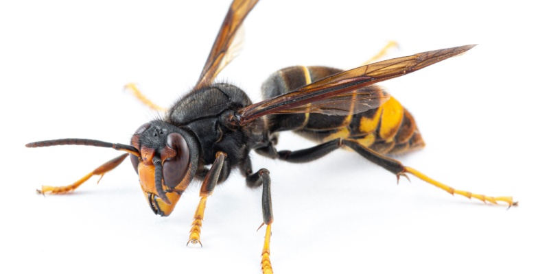 Best Wasp and Hornet Exterminators in Maine