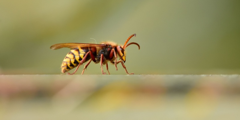 Protect Your Maine Home from Wasps and Hornets