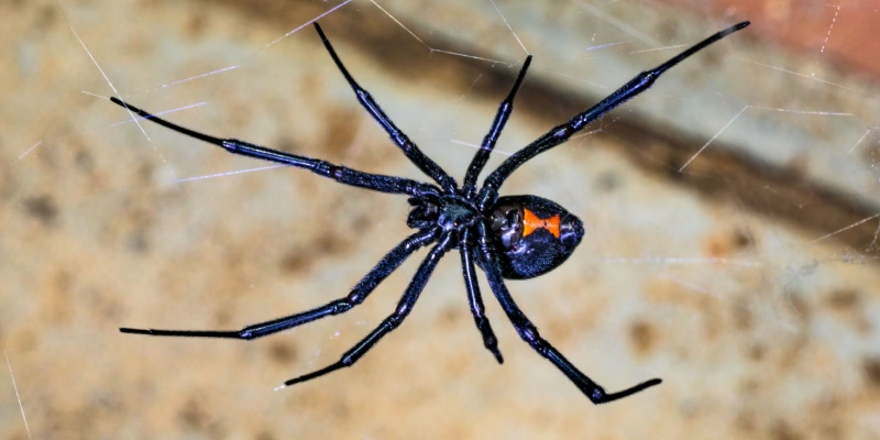 How to Get Rid of a Spider Problem in Your Augusta, ME Home