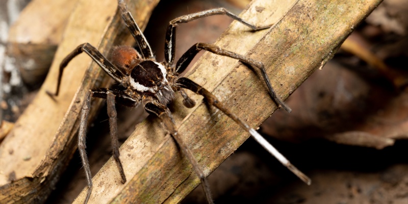 Are Eco-Friendly Spider Control Methods Effective?