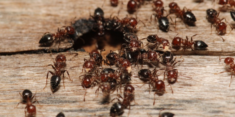 What Should I Do if I Have a Carpenter Ant Problem?