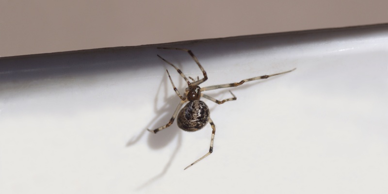 How Do I Know If I Have a Spider Infestation in My Home?