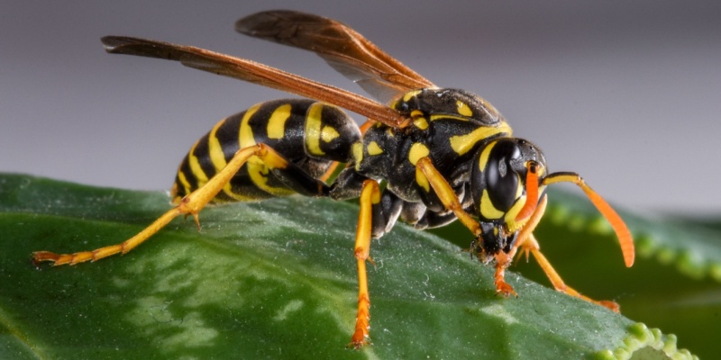 Are Wasps a Common Problem in Augusta, ME?