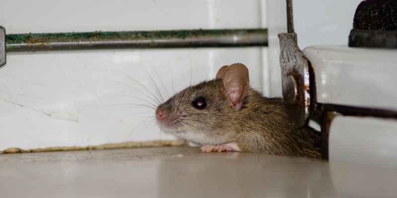 Maine’s Top Choice for Rodent Elimination Services