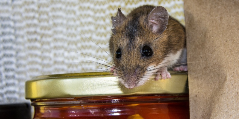 Do Rats Carry and Spread Disease?