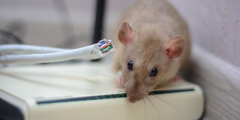 Do Rats and Mice Cause Damage to Residential Properties?