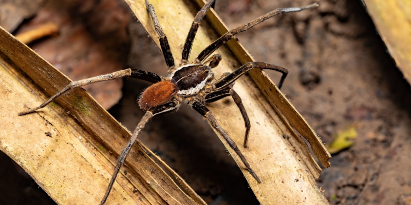 What Types of Spiders Are in Augusta, Maine?