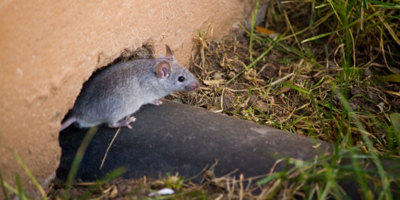 Are Mice and Rats a Common Problem in Augusta, Maine?