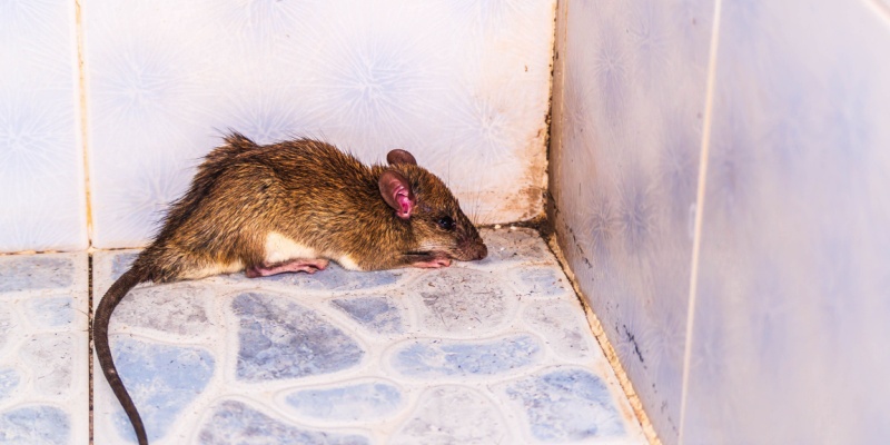 Top 5 Signs of a Rodent Infestation in Your Maine Home