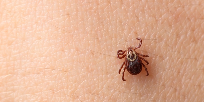 Tick Season in Augusta, Maine: When to Be on High Alert