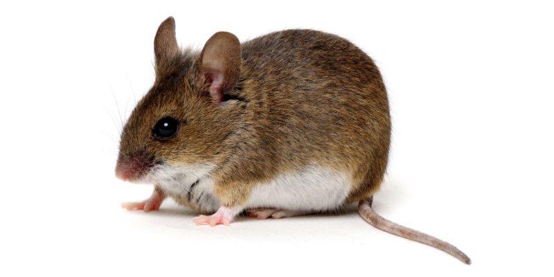 Professional Rodent Exterminators in Augusta, Maine