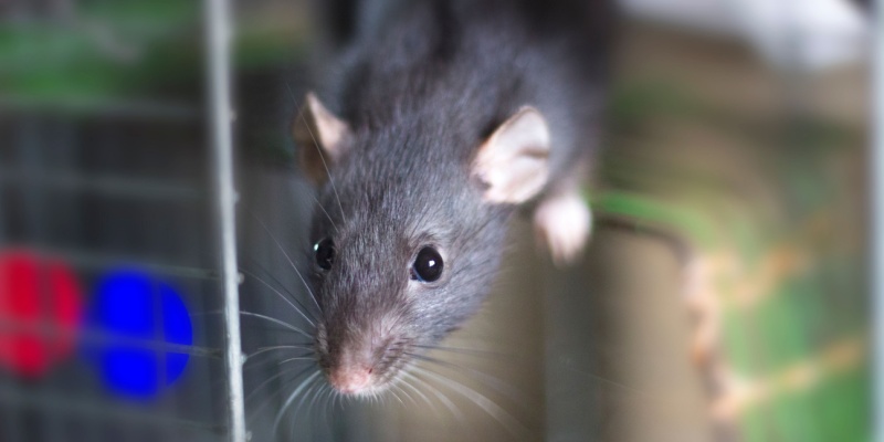 Rodent-Proofing 101: How to Protect Your Home During Winter