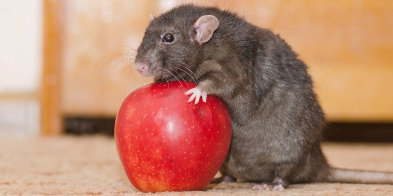 Humane Rodent Control Solutions for Maine Homeowners