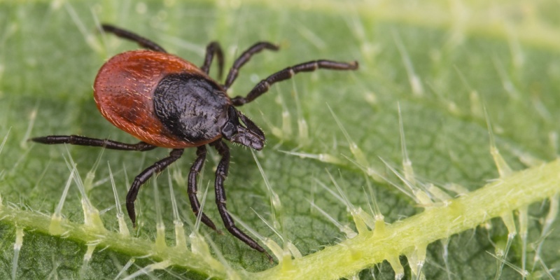 Are ticks a common problem in Yarmouth, ME?