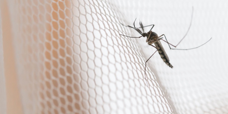 How to Keep Mosquitoes Away from Your Coastal Maine Home This Summer