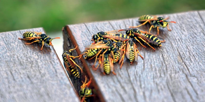 Yellow Jackets vs. Paper Wasps: What’s Invading Your Maine Property?