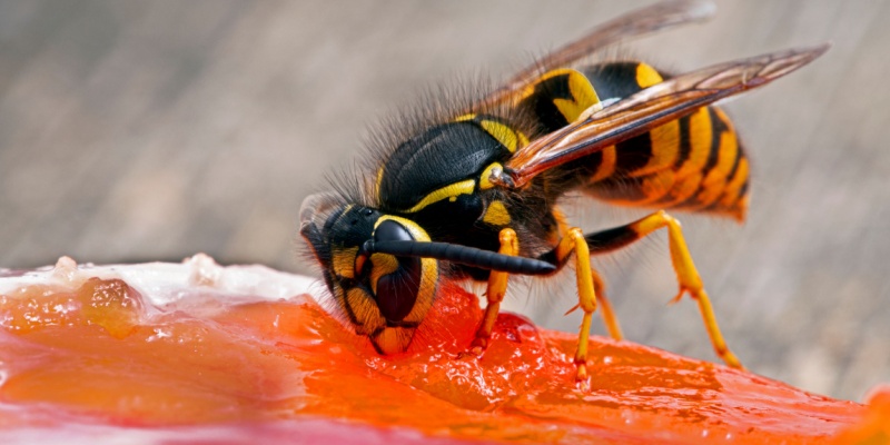 Coastal Maine’s Most Common Stinging Insects and How to Avoid Them