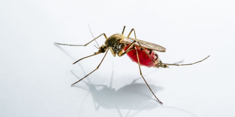 The Best Mosquito Exterminators in Portland, ME